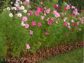 Garden Flowers Cosmos photo, characteristics pink