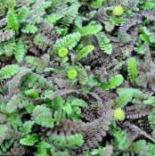 Cotula  green, characteristics, photo