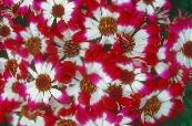 les fleurs du jardin Les Cinéraire De Fleuriste, Pericallis x hybrida photo, les caractéristiques rouge