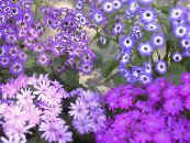 I fiori da giardino Cineraria Del Fiorista, Pericallis x hybrida foto, caratteristiche lilla