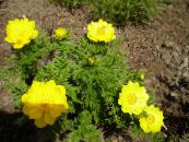 les fleurs du jardin Adonis Sibirica photo, les caractéristiques jaune