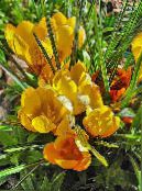les fleurs du jardin Crocus Début, Le Crocus Tommasini, La Neige Crocus, Tommies photo, les caractéristiques jaune