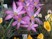 I fiori da giardino Crocus Presto, Croco Di Tommasini, Neve Crocus, Tommies foto, caratteristiche rosa