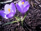 les fleurs du jardin Crocus Début, Le Crocus Tommasini, La Neige Crocus, Tommies photo, les caractéristiques lilas