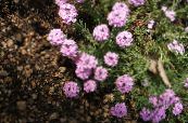 Gartenblumen Stonecress, Aethionema foto, Merkmale rosa