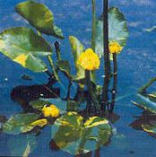I fiori da giardino Spatterdock Meridionale, Giallo Stagno Giglio, Giglio Giallo Mucca, Nuphar foto, caratteristiche giallo