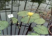 Garden Flowers Water lily, Nymphaea photo, characteristics yellow