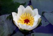 Garden Flowers Water lily, Nymphaea photo, characteristics white