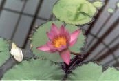 Garden Flowers Water lily, Nymphaea photo, characteristics pink