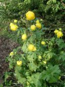 les fleurs du jardin Globe Fleurs, Trollius photo, les caractéristiques jaune