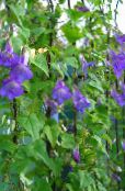 les fleurs du jardin Twining Snapdragon, Gloxinia Rampante, Asarina photo, les caractéristiques bleu