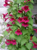 les fleurs du jardin Twining Snapdragon, Gloxinia Rampante, Asarina photo, les caractéristiques rouge