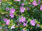 I fiori da giardino Cuphea foto, caratteristiche lilla