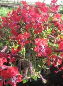 Garden Flowers Cuphea photo, characteristics red