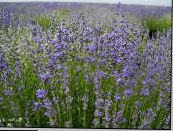 Garden Flowers Lavender, Lavandula photo, characteristics light blue
