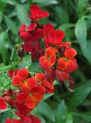 I fiori da giardino Wallflower, Cheiranthus foto, caratteristiche rosso