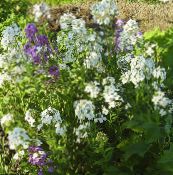 Gartenblumen Mauerblümchen, Cheiranthus foto, Merkmale weiß
