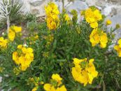 I fiori da giardino Wallflower, Cheiranthus foto, caratteristiche giallo