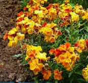 I fiori da giardino Wallflower, Cheiranthus foto, caratteristiche arancione