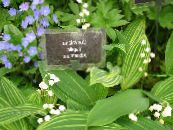 Garden Flowers Lily of the valley, May Bells, Our Lady's Tears, Convallaria photo, characteristics white