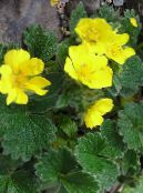 I fiori da giardino Cinquefoil, Potentilla foto, caratteristiche giallo