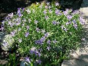 les fleurs du jardin Laurentia, Isotoma photo, les caractéristiques lilas
