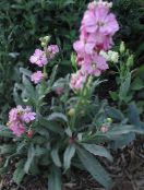 les fleurs du jardin Potager, Matthiola incana photo, les caractéristiques rose