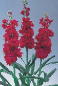 les fleurs du jardin Potager, Matthiola incana photo, les caractéristiques rouge