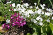 les fleurs du jardin Le Miroir De Vénus, Legousia speculum-veneris photo, les caractéristiques blanc