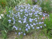 Gartenblumen Scharlach Flachs, Roter Lein, Blühenden Flachs, Linum grandiflorum foto, Merkmale hellblau