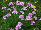 Garden Flowers Linum perennial photo, characteristics pink