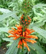 I fiori da giardino Orecchio Del Leone, La Coda Del Leone, Dagga Selvaggio, Leonotis leonurus foto, caratteristiche arancione