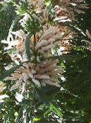 I fiori da giardino Orecchio Del Leone, La Coda Del Leone, Dagga Selvaggio, Leonotis leonurus foto, caratteristiche bianco
