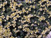 Gartenblumen Dwarf Pepperweed, Lepidium nanum foto, Merkmale gelb