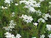 les fleurs du jardin Étoiles Faux Bébé, Leptosiphon photo, les caractéristiques blanc