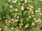 les fleurs du jardin Étoiles Faux Bébé, Leptosiphon photo, les caractéristiques rose