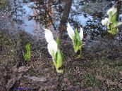 I fiori da giardino Giallo Skunk Cavolo, Lysichiton foto, caratteristiche bianco