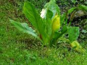 Gartenblumen Gelb Stinktierkohlkopf, Lysichiton foto, Merkmale weiß