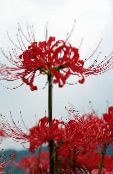Gartenblumen Spinnenlilie, Lilie Überraschung, Lycoris foto, Merkmale rot