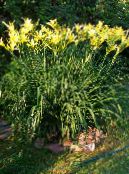 les fleurs du jardin Hémérocalle, Hemerocallis photo, les caractéristiques jaune