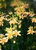 les fleurs du jardin Lis Les Hybrides Asiatiques, Lilium photo, les caractéristiques orange