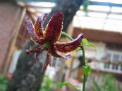 Garden Flowers Martagon Lily, Common Turk's Cap Lily, Lilium photo, characteristics burgundy