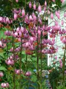 Garden Flowers Martagon Lily, Common Turk's Cap Lily, Lilium photo, characteristics pink
