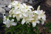 les fleurs du jardin Lys Oriental, Lilium photo, les caractéristiques blanc