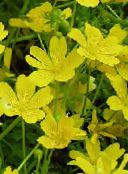 les fleurs du jardin Usine De Œuf Poché, Mousse Prairie, Limnanthes photo, les caractéristiques jaune