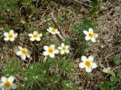 les fleurs du jardin Grande Fleur-Phlox, Phlox Montagne, Phlox Californie, Linanthus photo, les caractéristiques blanc