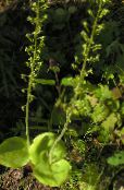 les fleurs du jardin Twayblade Commune, Neottia Des Feuilles En Forme D'oeuf, Listera photo, les caractéristiques vert