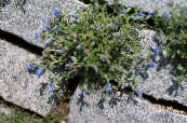 Gartenblumen Kriechen Gromwell, Lithospermum foto, Merkmale hellblau