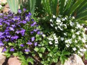 les fleurs du jardin Lobélie De Bordure, La Lobélie Annuelle, Lobelia Fuite photo, les caractéristiques blanc