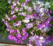 les fleurs du jardin Lobélie De Bordure, La Lobélie Annuelle, Lobelia Fuite photo, les caractéristiques lilas